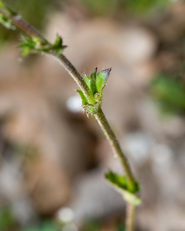 Draba muralis / Draba dei muri